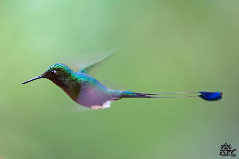 banos (Ecuador-colibri)