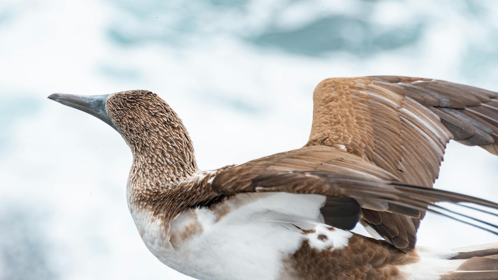 Blue-footed booby with spread wings on a rocky coast in the Galapagos Islands