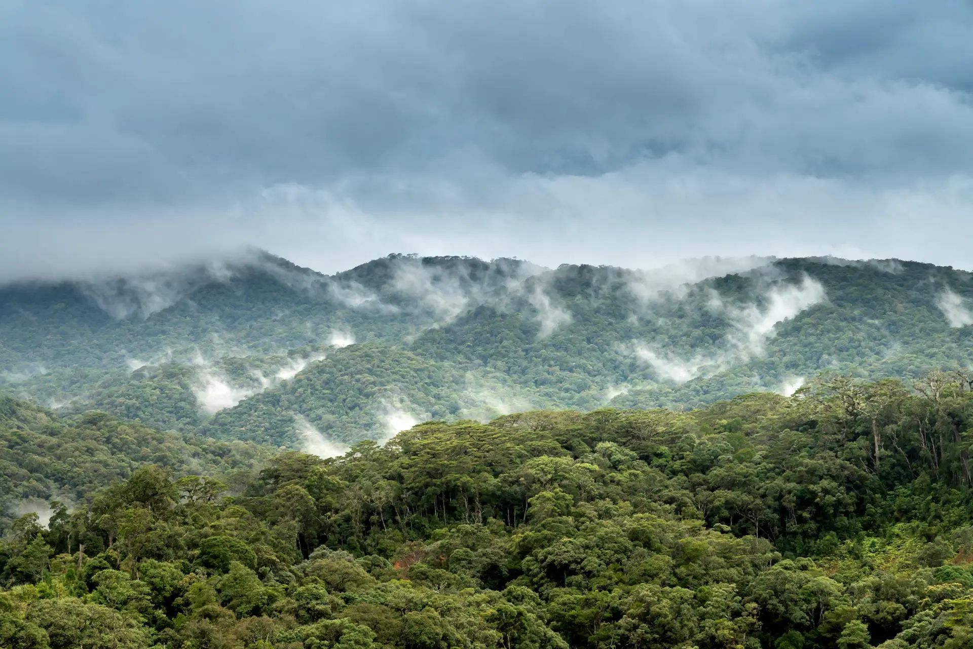 Misty cloud forest canopy in the Chiriqui Highlands, Panama