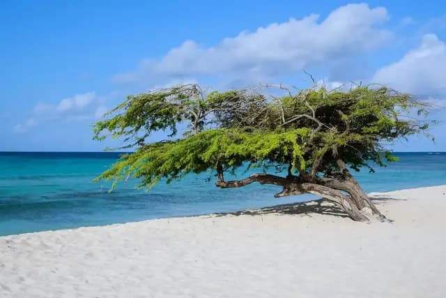 A divi-divi tree leaning over white sand and turquoise Caribbean water on a beach in Aruba