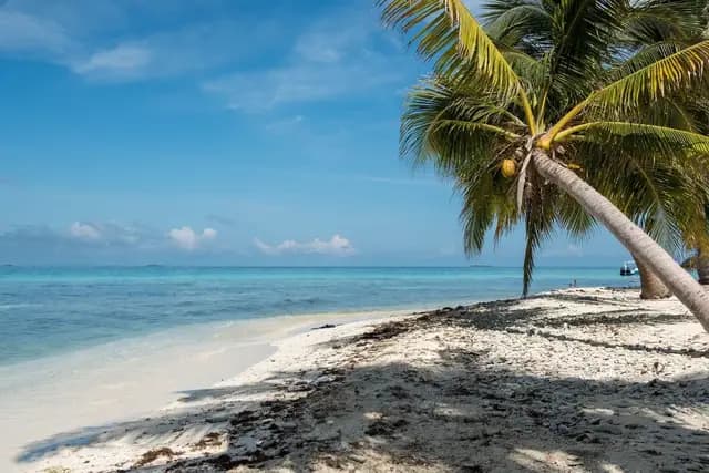 A palm tree leans over a white sand beach with turquoise water and a clear blue sky.