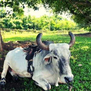 Excursions -vinales-in-exclusive-car-800x580