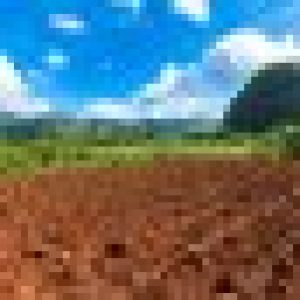 tabacco plantation vinales cuba