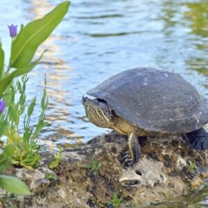 H Melia Cayo Guillermo - Travelfab-3
